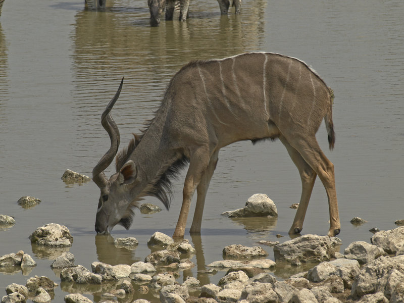 Okaukuejo, Kudu